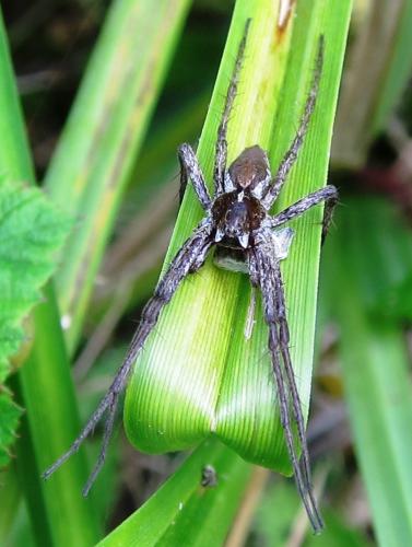 Pisaura mirabilis